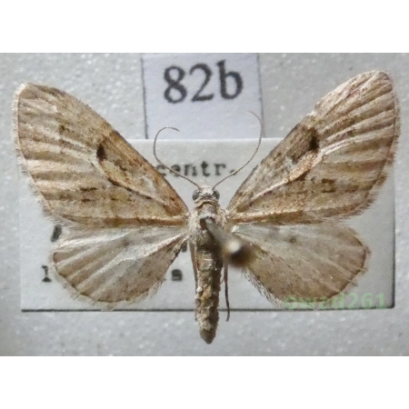 Eupithecia pusillata (Denis & Schiffermüller, 1775) Czech82b